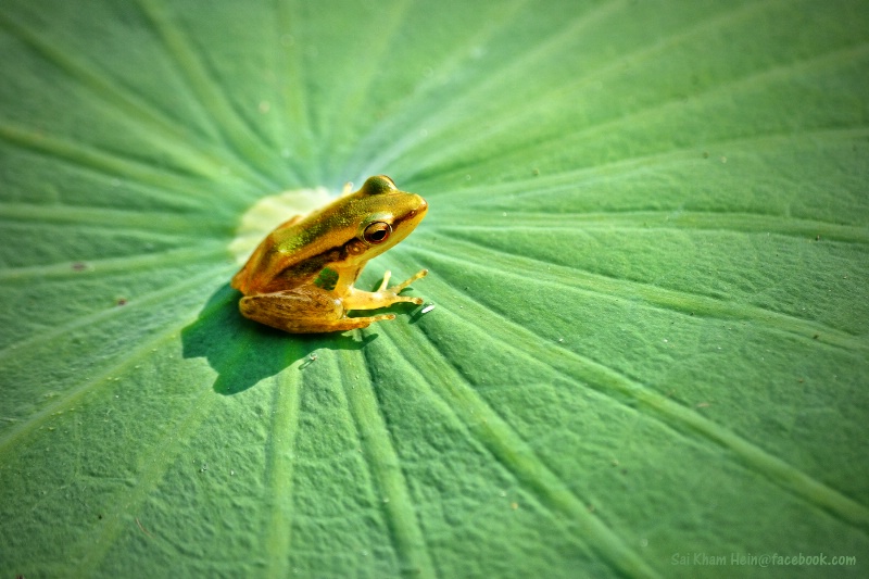 Little frog