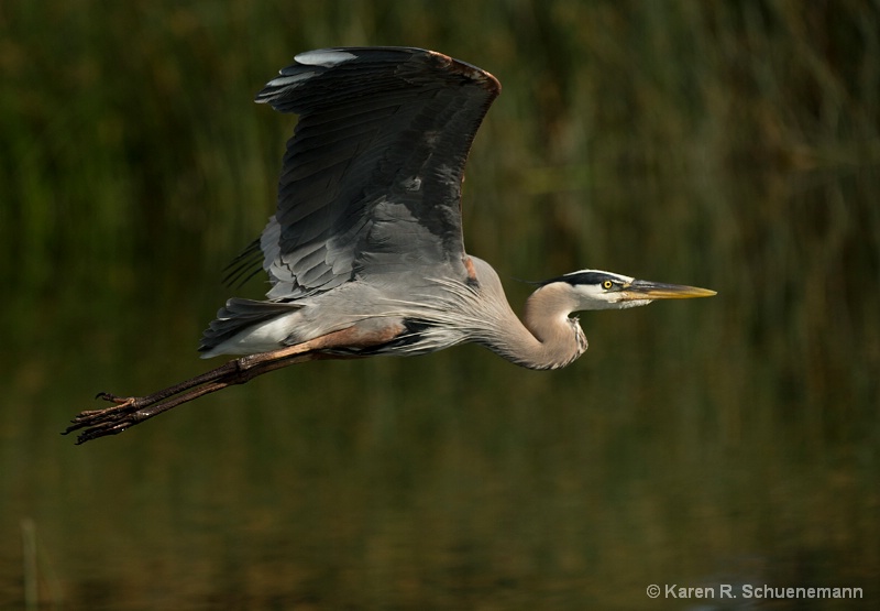 Heron Fly By