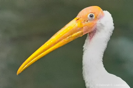 Painted Stork Portrait