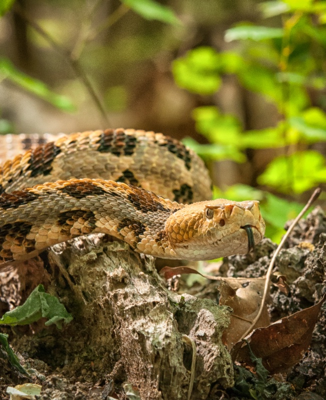 Timber Rattlesnake_4