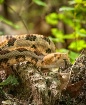 Timber Rattlesnak...
