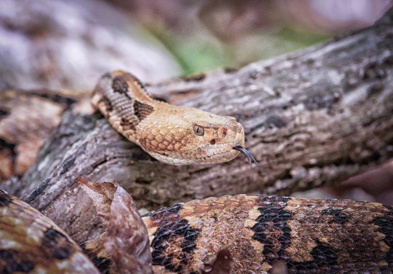 Timber Rattlesnake_3