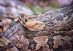 Timber Rattlesnak...