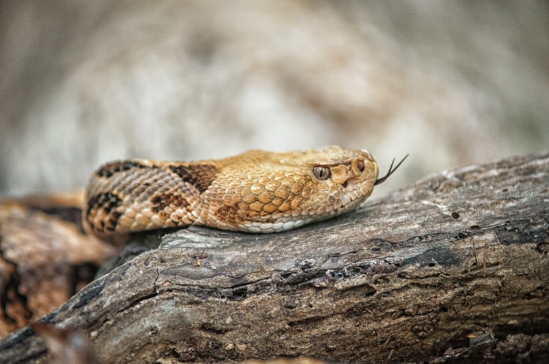 Timber Rattlesnake_2