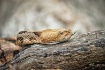 Timber Rattlesnak...
