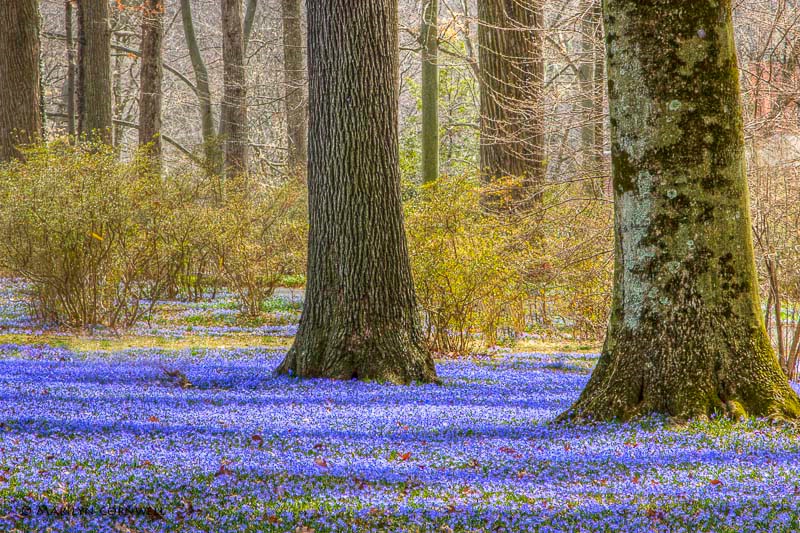 Winterthur's Spring Bank