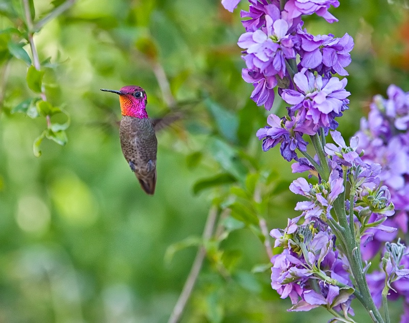 Flying Jewel