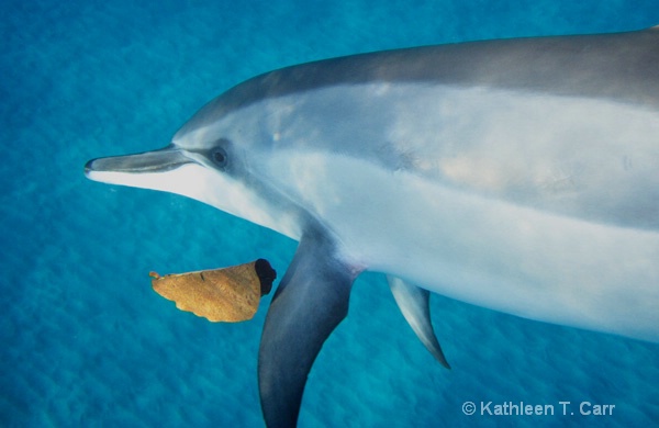 Dolphin Catching Leaf II