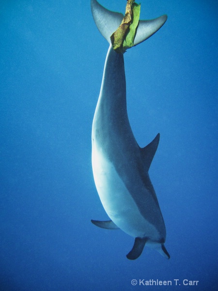 Dolphin Diving with Leaf