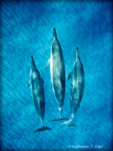 Three Dolphins over Sand