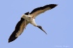 Landing Gear Down...