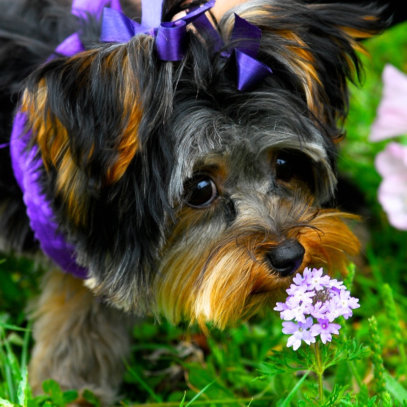 Yorkie