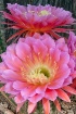 Cactus Blossoms