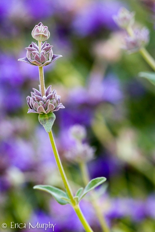 Salvia Clevelandii