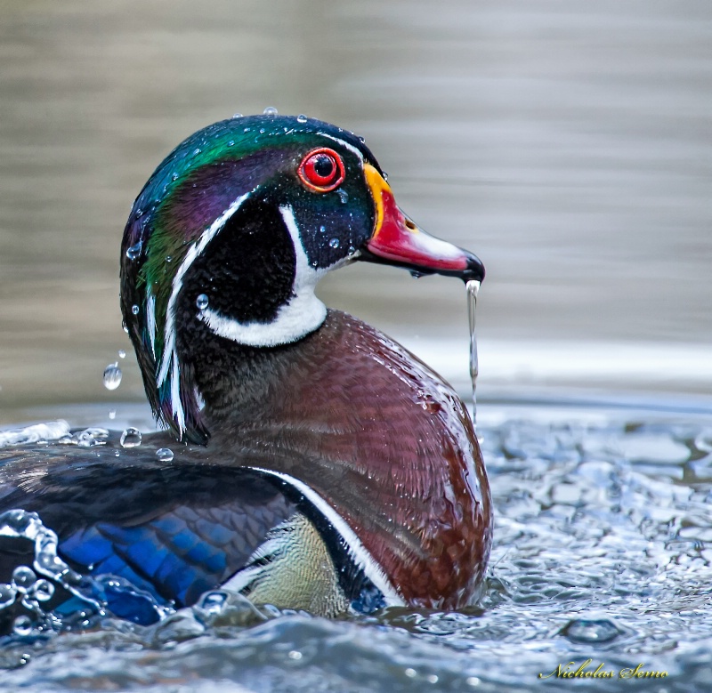 Wood Duck