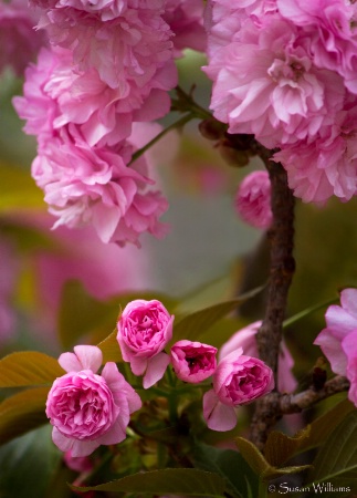 Kwanzan Cherry Tree Blossoms