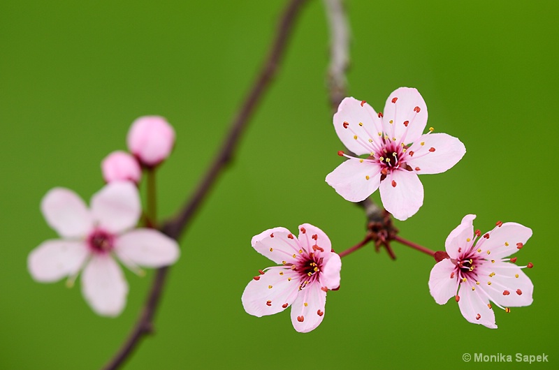 Pink Blossoms