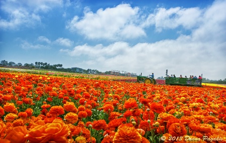 Tractor Ride & Ranunculus 