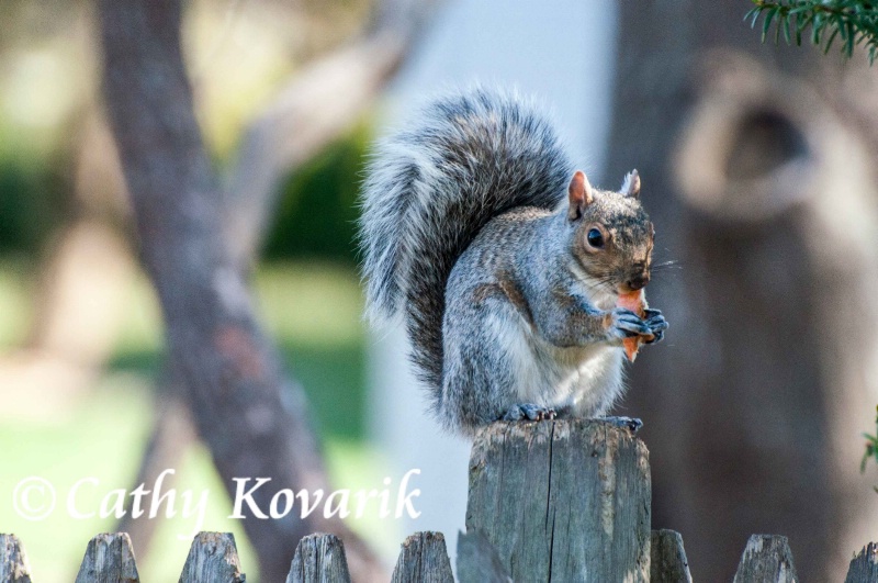 Feeding The Squirrel