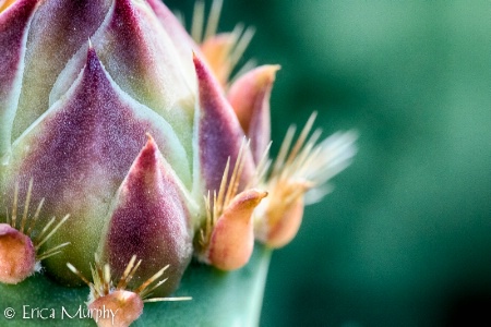 Spring Cactus Bud