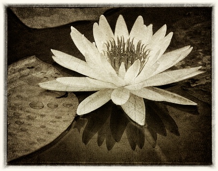 Aging Water Lilly