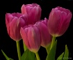 4 pink tulips