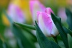 April tulip