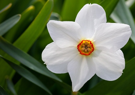 A Daffodil