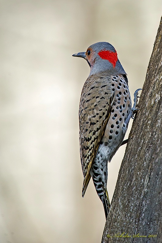 Northern Flicker-Yellow Shafted