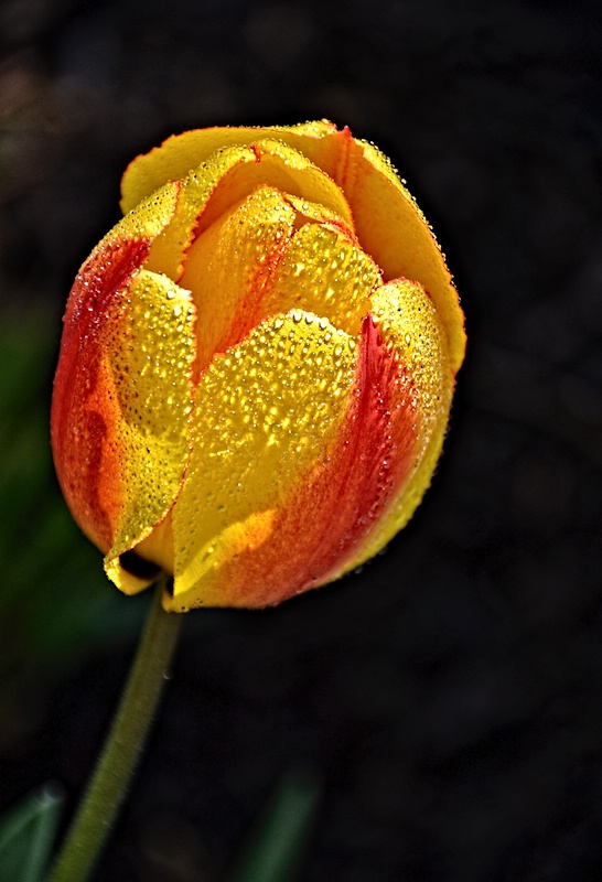 Tulip Drops