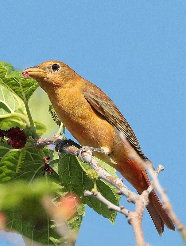 Summer Tanager In Mulberry Tree