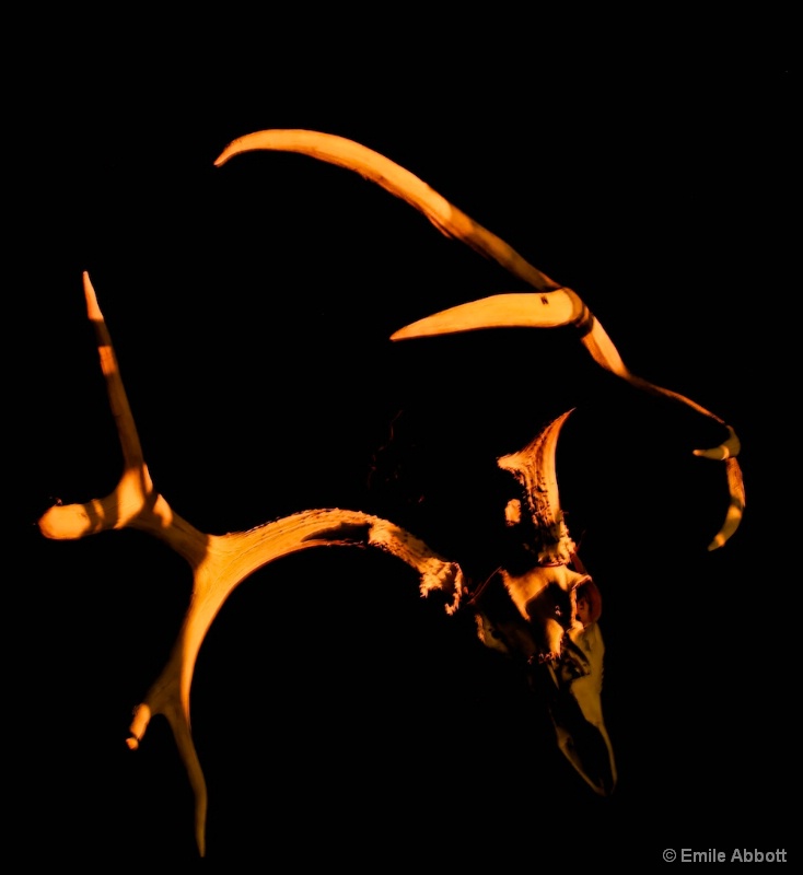 Antlers at Dawn - ID: 13833992 © Emile Abbott