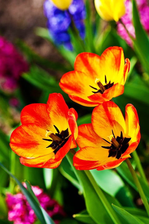 Tulip Triplets