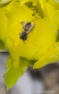 Bee Emerging