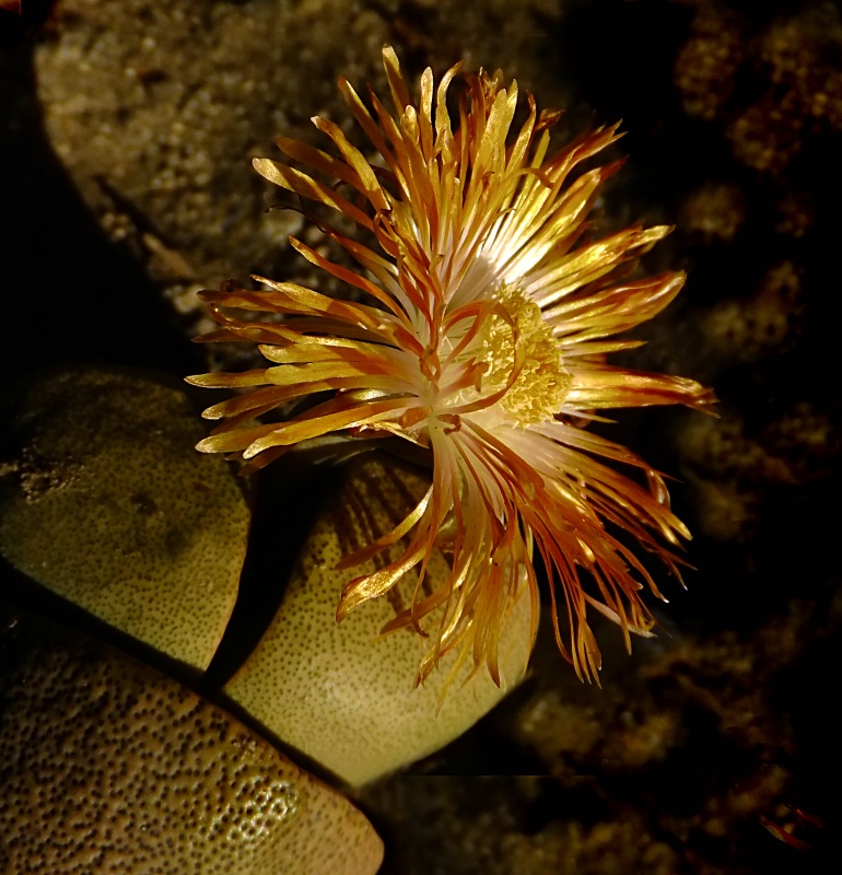 Flower From a Split  Rock