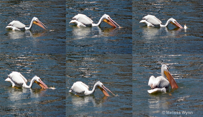 Catching A Fish Composite