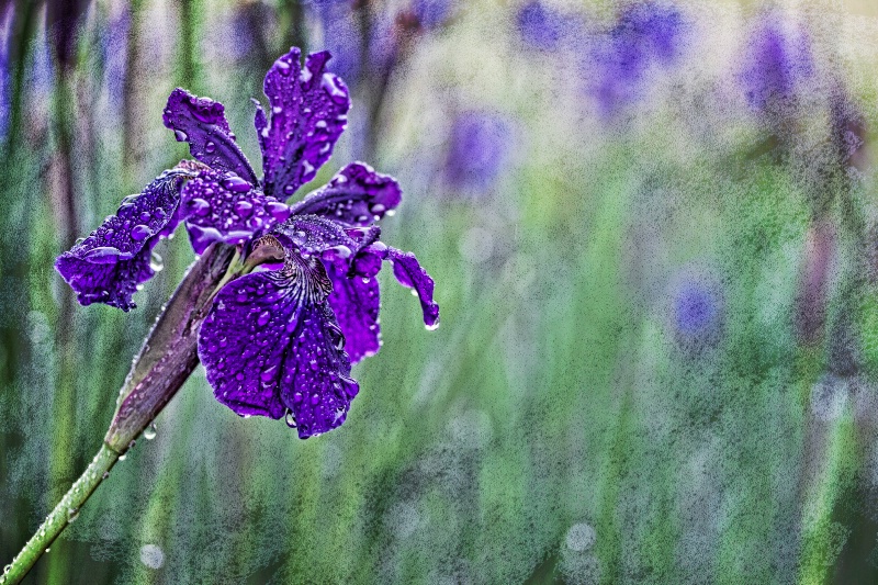 Raindrop Iris