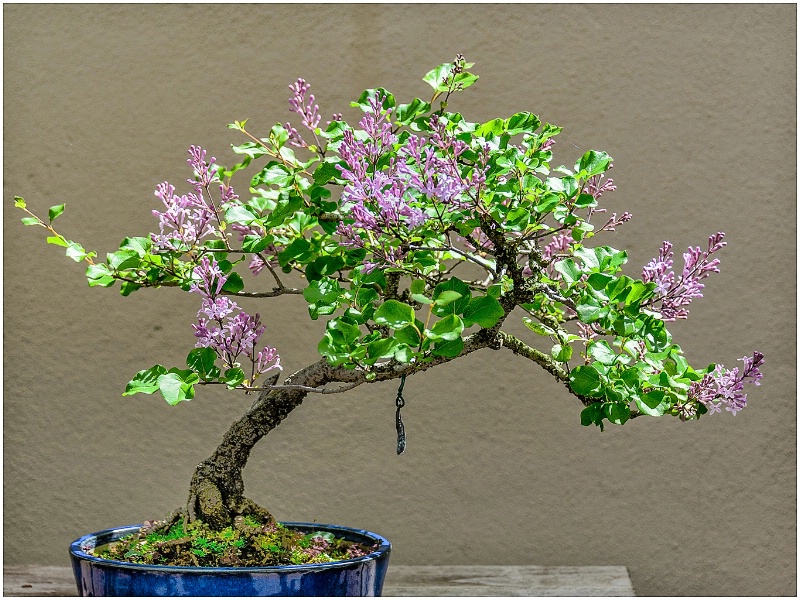 Lilac Bonsai