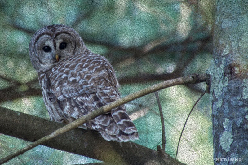 Owl in My Backyard