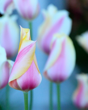Short, but elegant life of a tulip