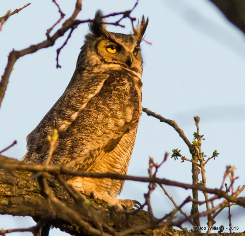 Owl at sun set