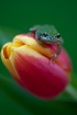 Tulip Frog