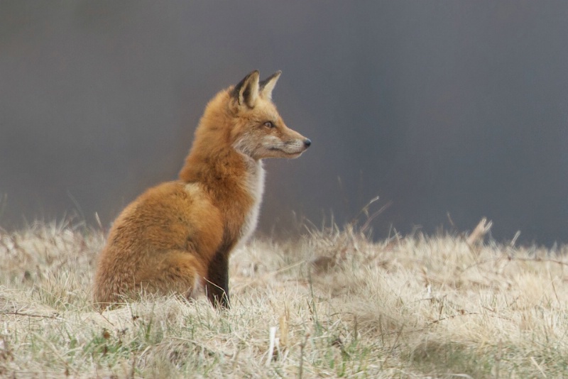 The Fox at Valley Forge - ID: 13850790 © Kitty R. Kono