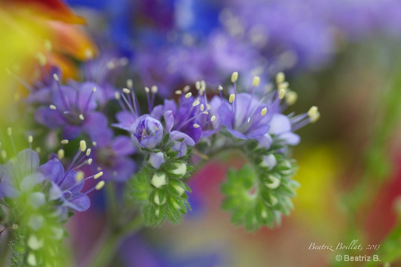 purple wild flowers