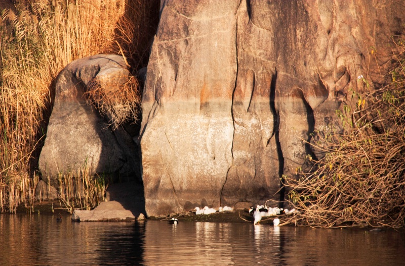 ducks, rocks, grass_aswan