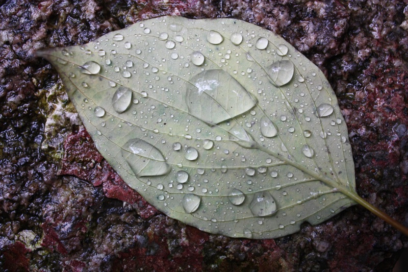 leaf_china