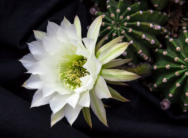 EASTER CACTUS BLOOM