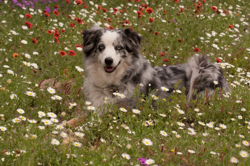 flower girl