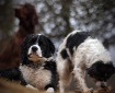 ´´Am I top dog ...