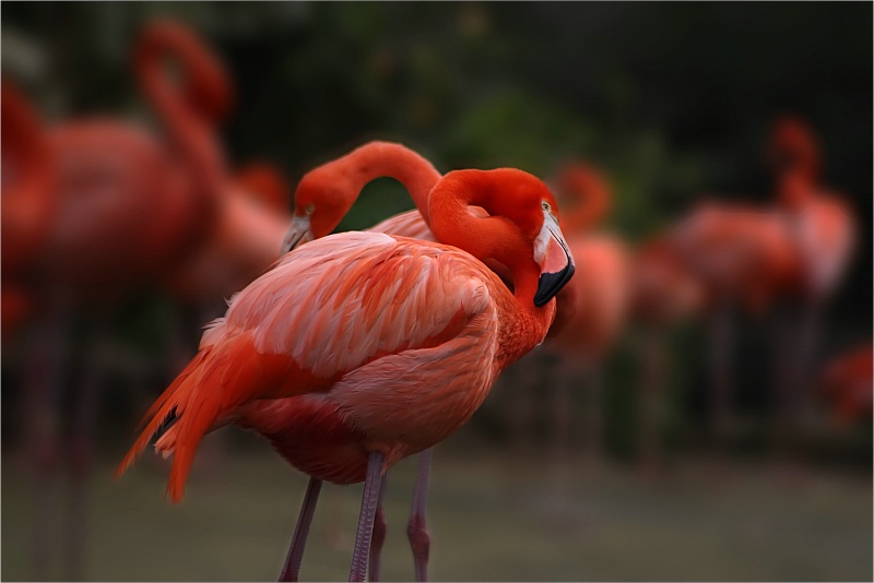 Flamingo Garden